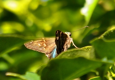 [The butterfly stands on a leaf such that we see the outer side of the near wing and the inner side of the far wing. The near wing appears dark except for several dashes of light color.]